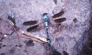 Sample Photos - Dragonfly