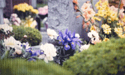 Sample Photos - Flowers