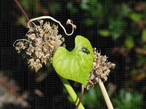 fly, morning glory leaf, walking onion