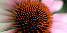 KPServices Web Design and Photography animated photos header