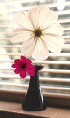 Sample Photos - vertical orientation