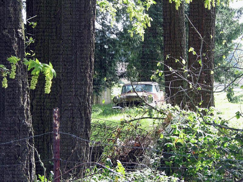IMG_0692-cartreesfarm.jpg
