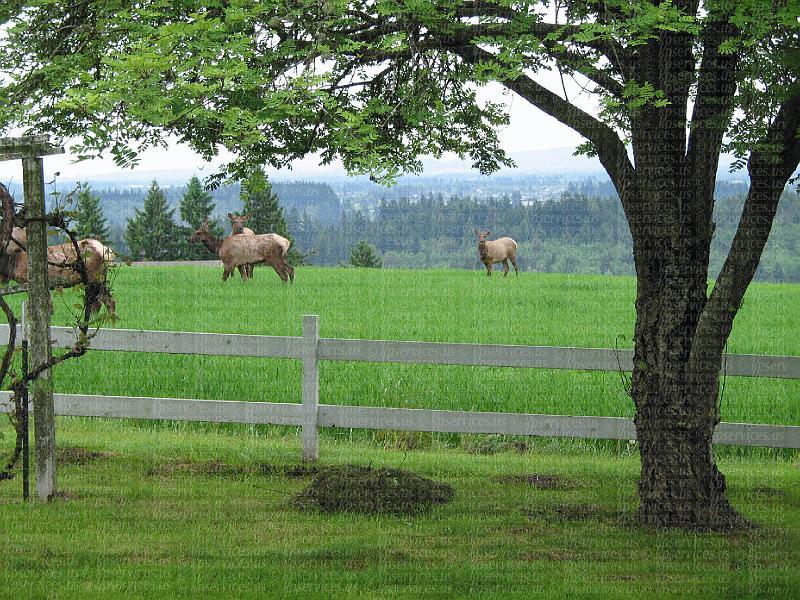 IMG_0940-elk.jpg