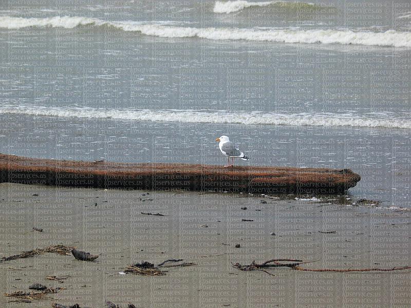 IMG_4119-gullatbeach.jpg