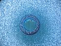 IMG_1552-bluebottlesnow