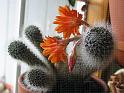 IMG_1787-cactusflower