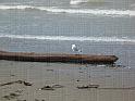 IMG_4119-gullatbeach