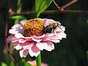 IMG_9784-zinniabee