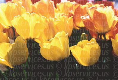 cp033-03-Tulips-yelmulti.jpg