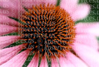 cp056-35-echinacea.jpg