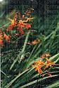cp004-23-crocosmia