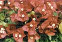 cp028-27-redflowersauto