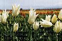 cp032-25-creamtulips
