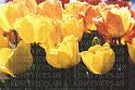 cp033-03-Tulips-yelmulti