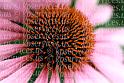 cp056-35-echinacea
